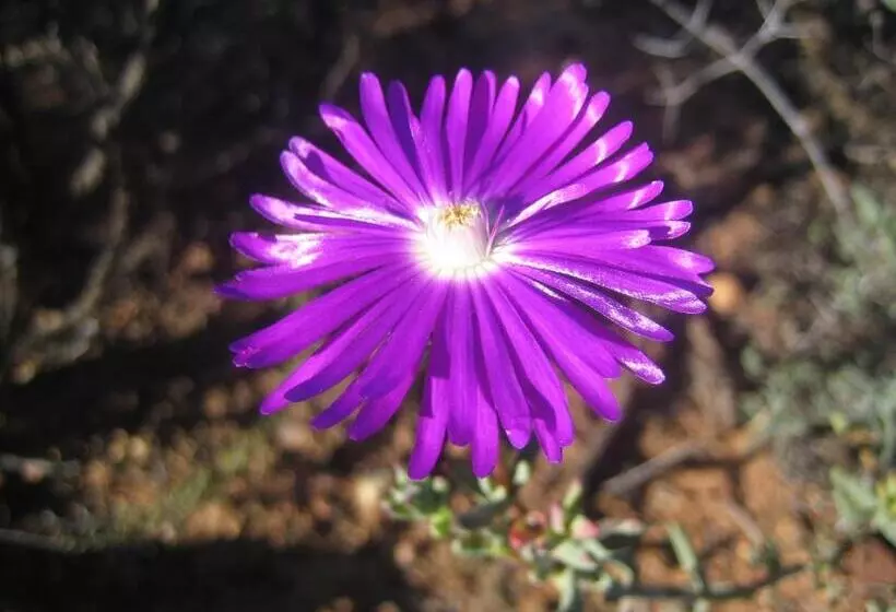 Joel S Off Grid Cottage In The Klein Karoo