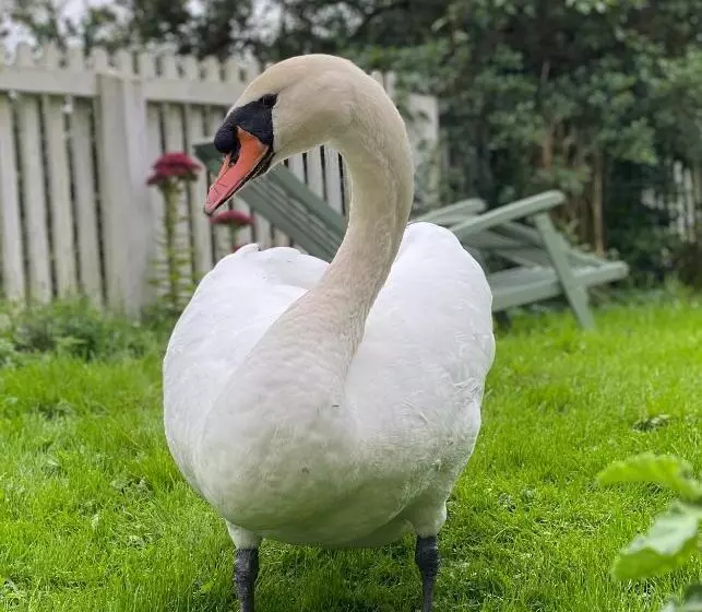 Waterside, Elmham Watermill, Norfolk