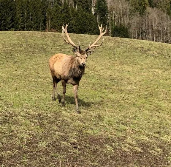 Apartment Goisernperle