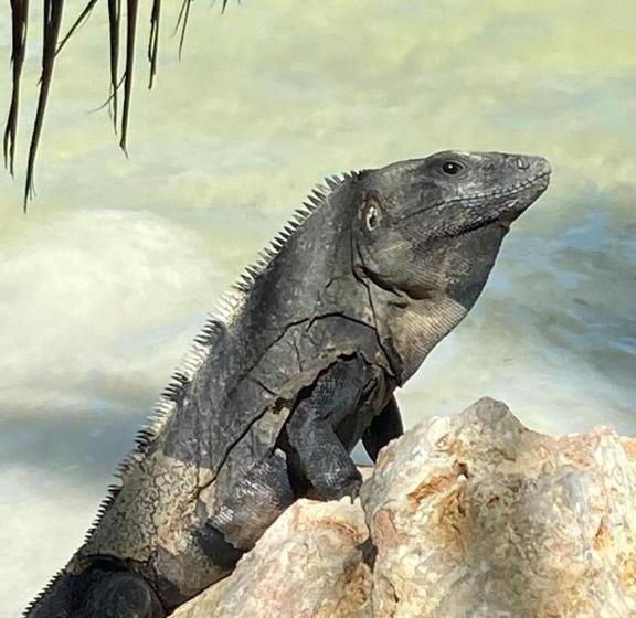 Casa Hridaya Hotel Boutique