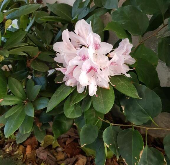 مبيت وإفطار Mari En