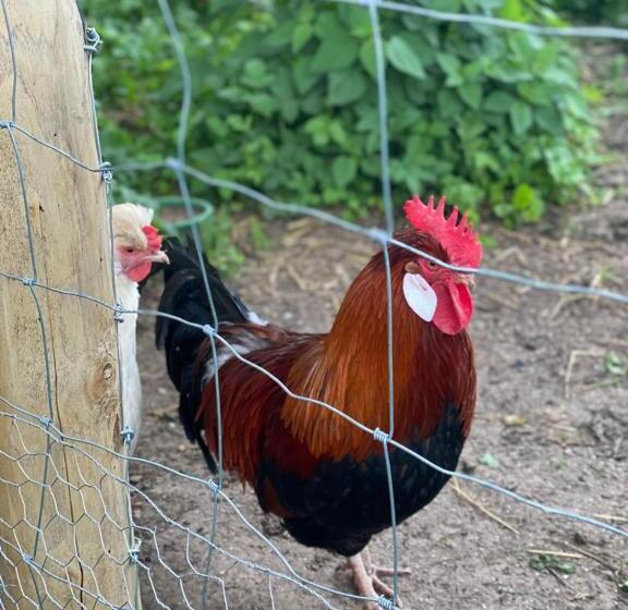 Ferienwohnung Lichterhof