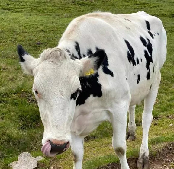 Kuhglück Koralpe