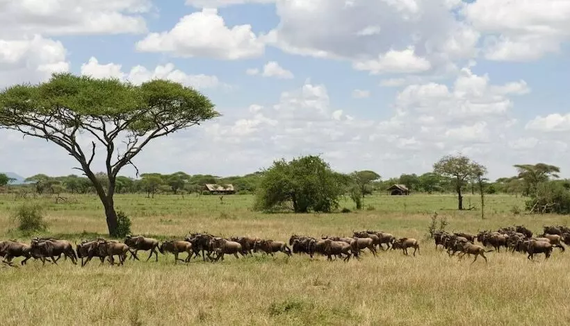 هتل Ikoma Tented Camp