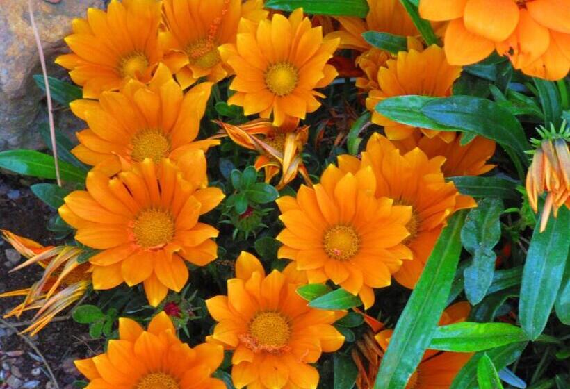 Agriturismo Serignano Alle Rocchette