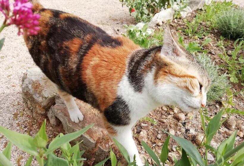 צימר Chambre D Hôte Le Mas Des Romarins