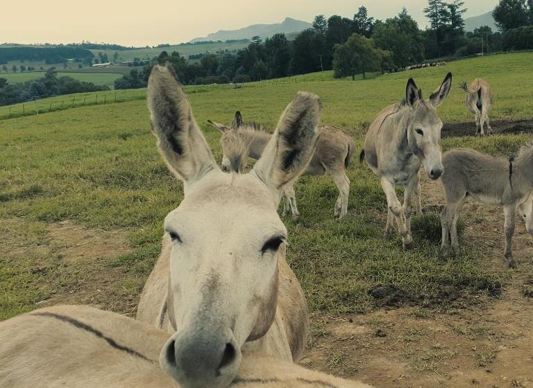 酒店 Baldinnie Cottages