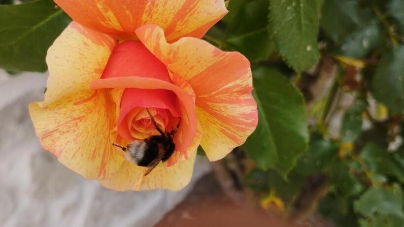 Gite En Sologne,  Châteaux De La Loire, Beauval