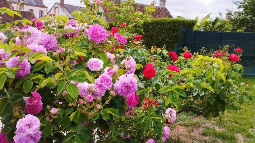 Gite En Sologne,  Châteaux De La Loire, Beauval