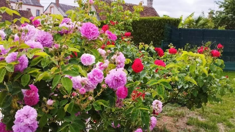 Gite En Sologne,  Châteaux De La Loire, Beauval