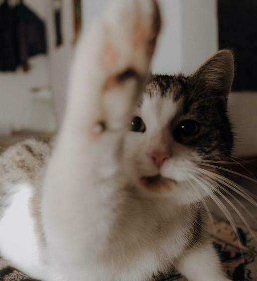 בית מלון כפרי Schäfer Zita