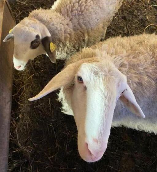 هتل Tourist Farm Kladje