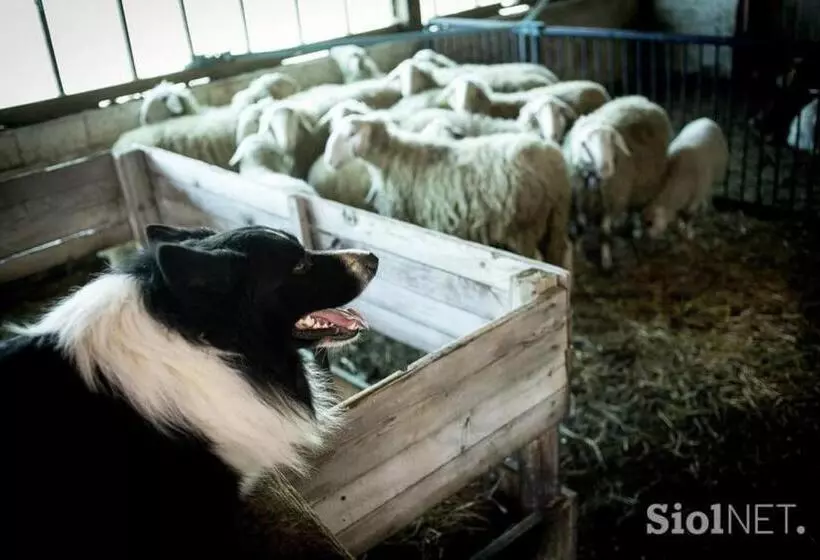 هتل Tourist Farm Kladje