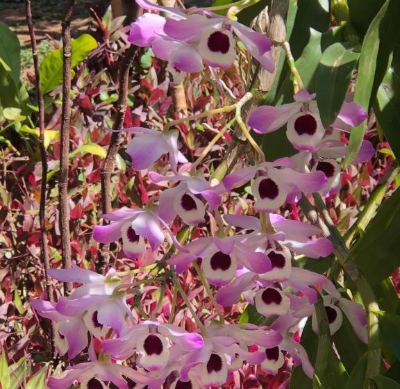 هتل Pouso Realeza