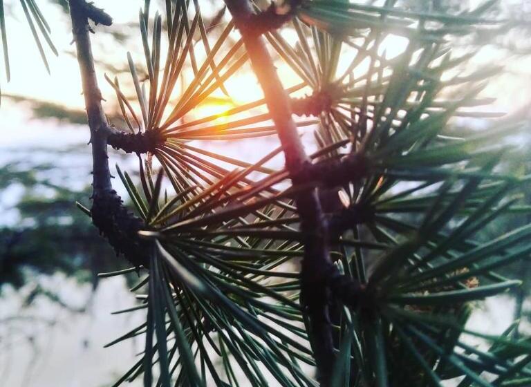 مبيت وإفطار Shimla Pines Homestay