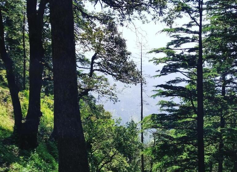 مبيت وإفطار Shimla Pines Homestay