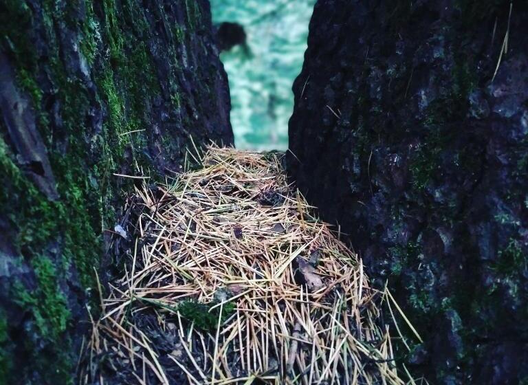 مبيت وإفطار Shimla Pines Homestay