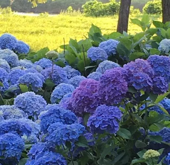 Majatalo ゲストハウス蘖  ひこばえ