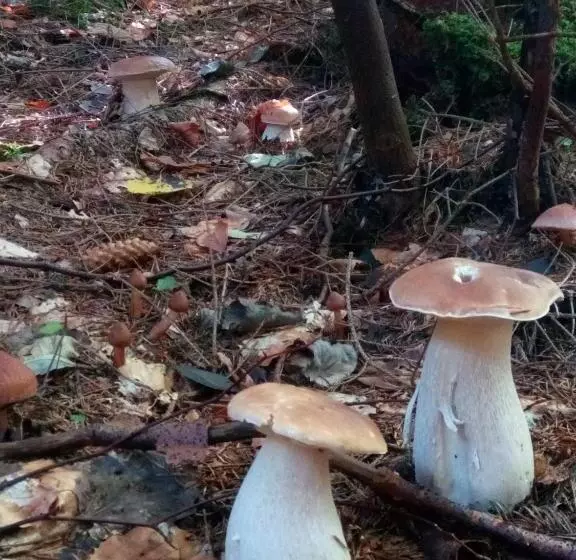 Majatalo захід сонця