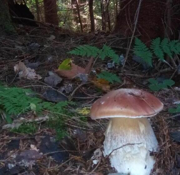 Pensión захід сонця