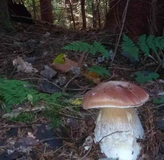 Majatalo захід сонця