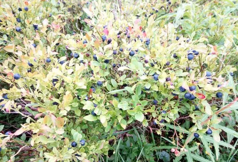 Majatalo захід сонця