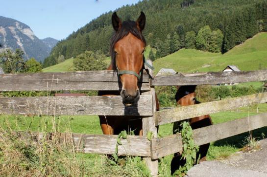 Отель Bergblick