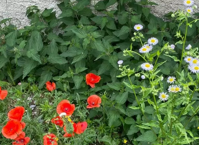 La Grange De Soulalex