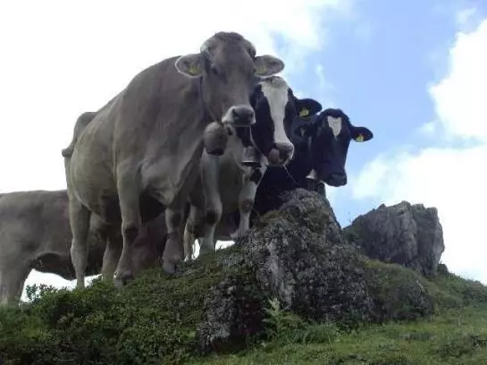 Bauernhof Foehrenhof