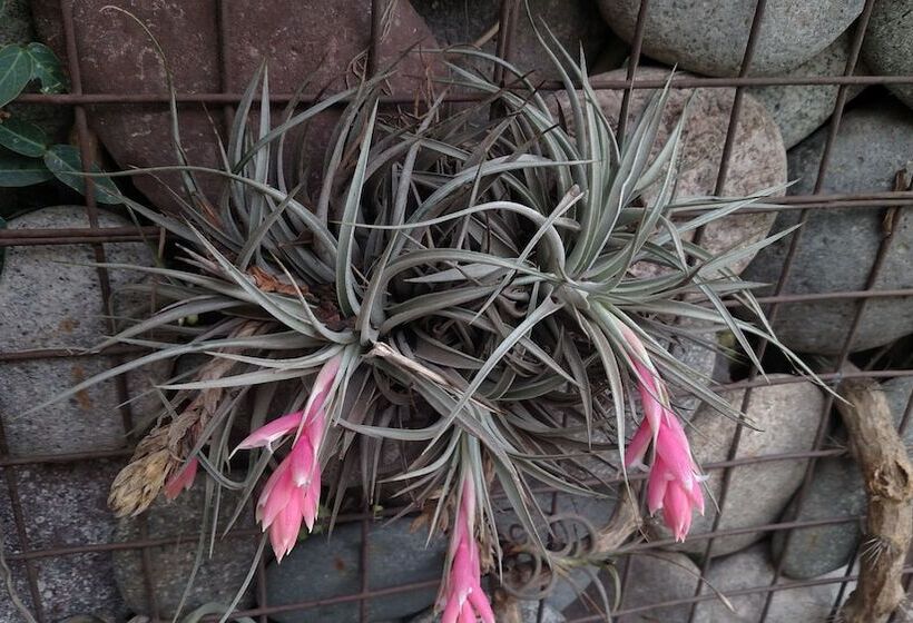 Hotel Naike Casa De Huespedes