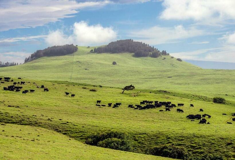 فندق Alii Villas 307