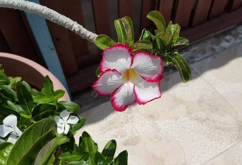 Apartamentos Cecil Paradise