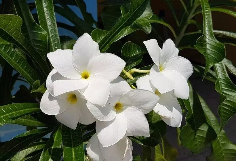 Apartamentos Cecil Paradise