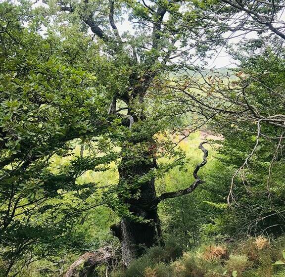 酒店 Rural Teodosio De Goñi
