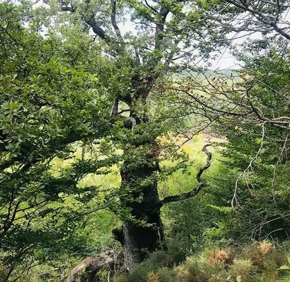 ホテル Rural Teodosio De Goñi