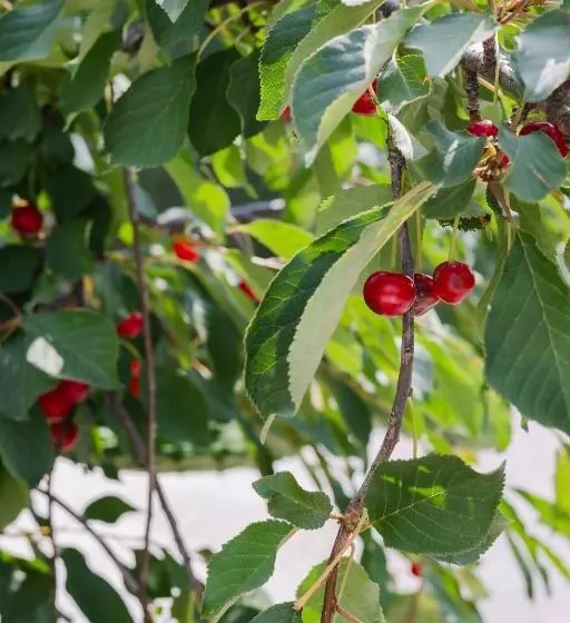 Aamiaismajoitus (B&B) Giallo Ficodindia