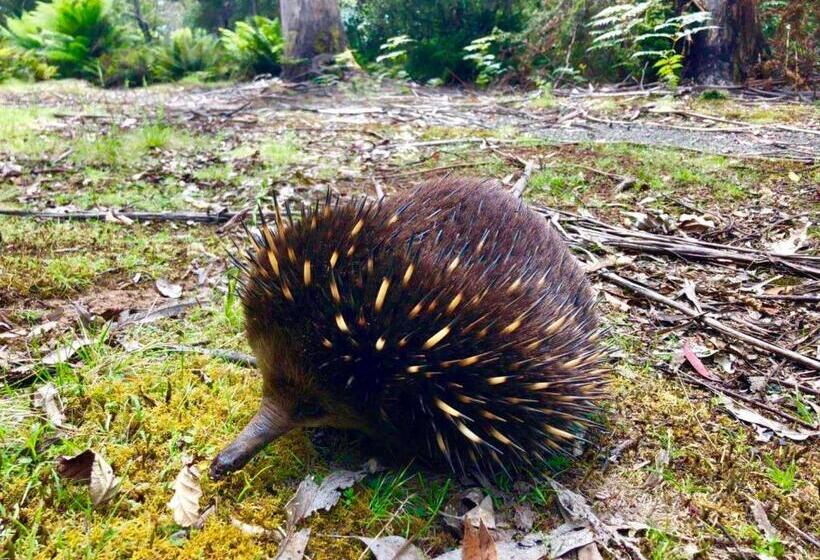 호텔 Lemonthyme Wilderness Retreat