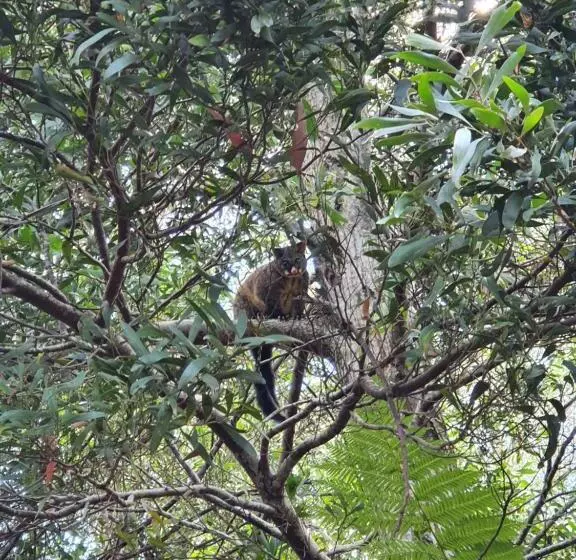 Отель Lemonthyme Wilderness Retreat