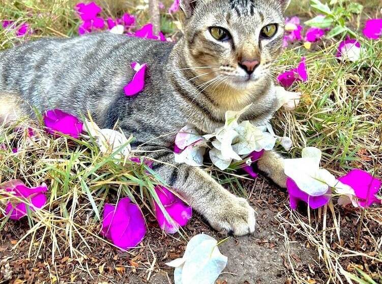 فندق Villa Bulan Madu Gili Air