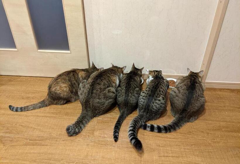 Hotel Pension Alba   Vacation Stay 70925v