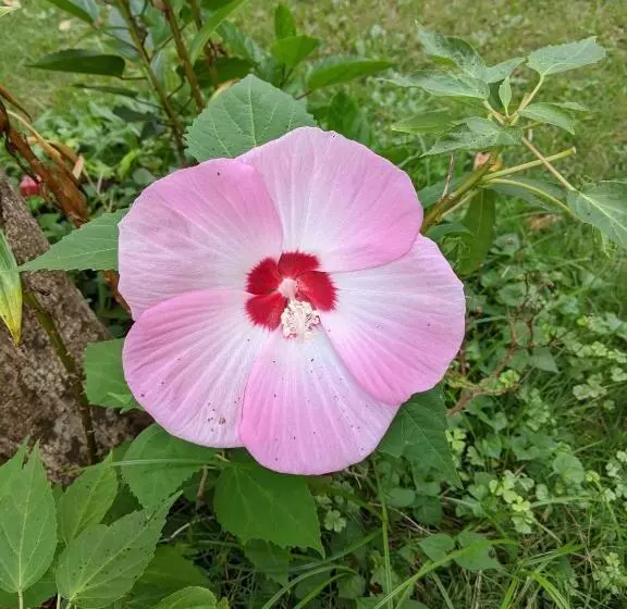 Hotelli Pension Alba   Vacation Stay 70925v