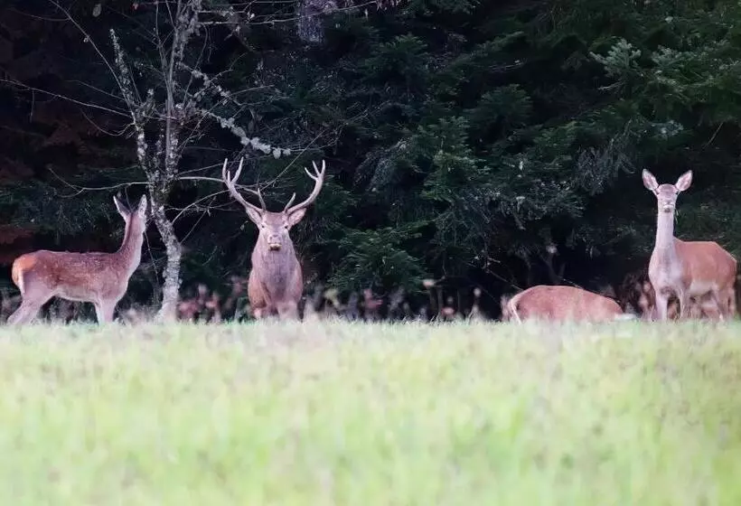 ベッドアンドブレックファースト Les Jardins De Nanine