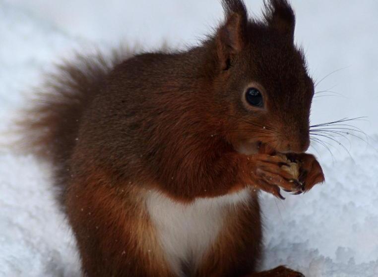 مبيت وإفطار Thorney Mire Barn