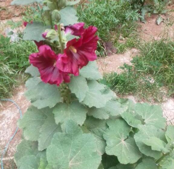 فندق Auberge Camping Garde Of Eden Le Lac