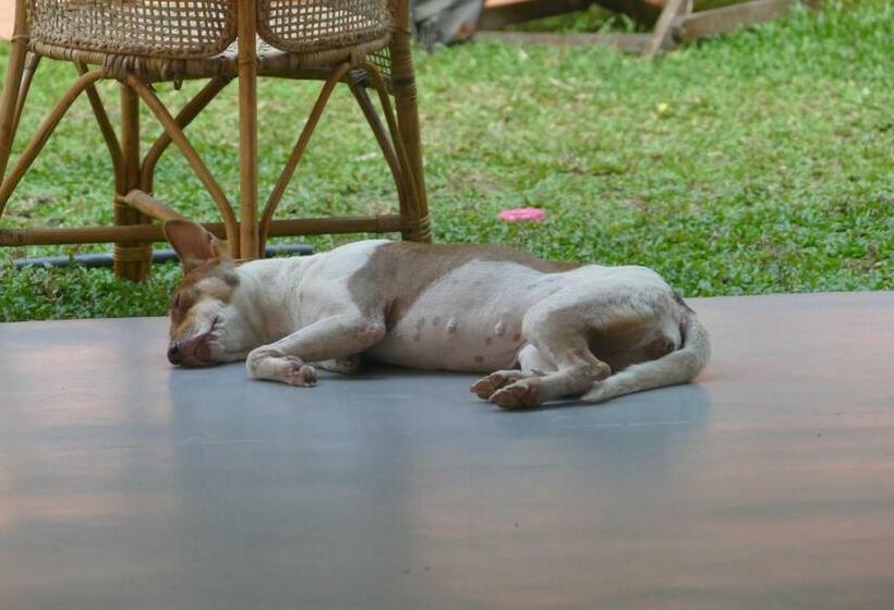 Barefoot Backpackers Hostel