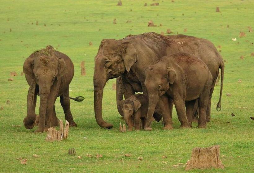 Bed and Breakfast Jungle Trailz Kabini