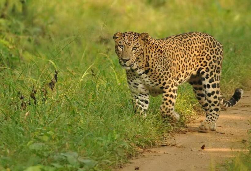 Bed and Breakfast Jungle Trailz Kabini