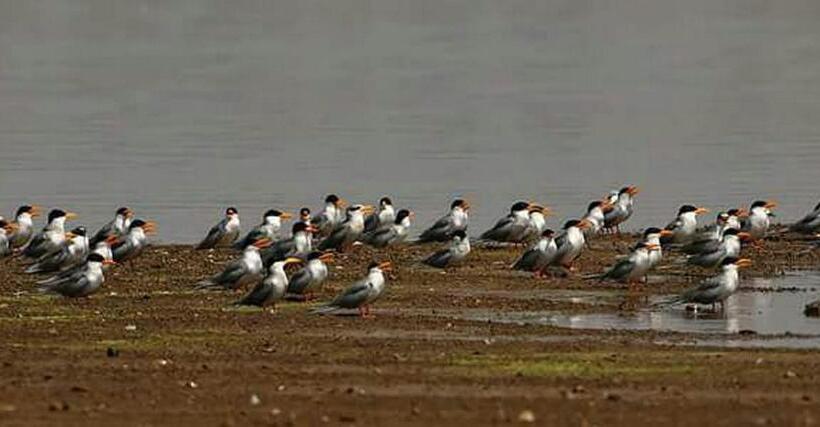 Bed and Breakfast Jungle Trailz Kabini