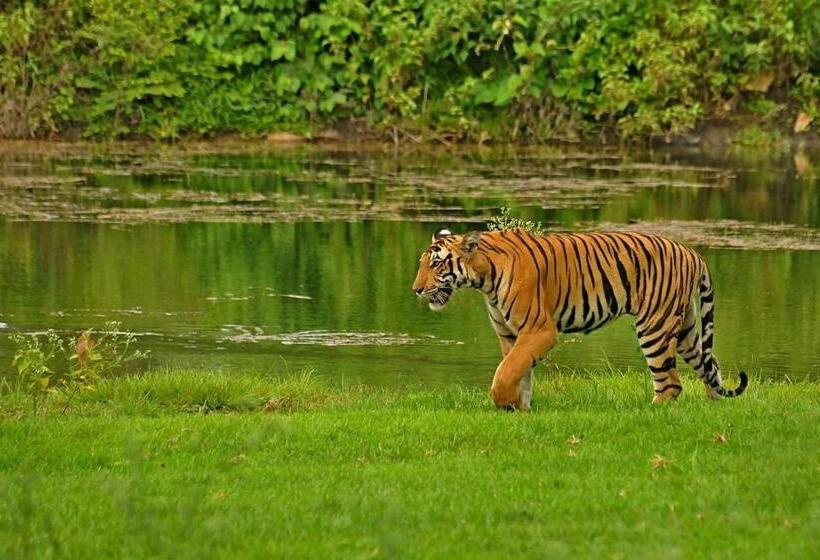 Bed and Breakfast Jungle Trailz Kabini