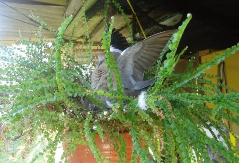 ユースホステル Posada Sunshine Paradise